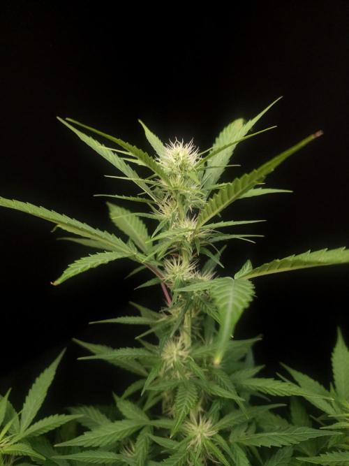 White widow auto. Week 5