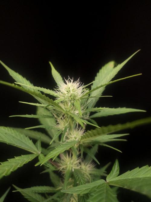 White widow auto. Week 5