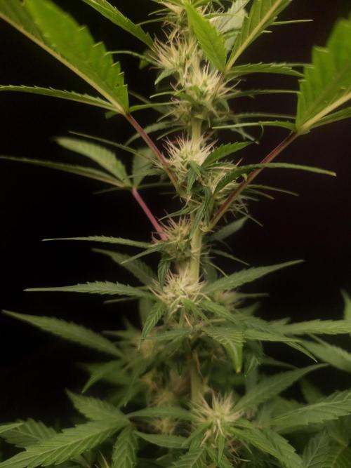 White widow auto. Week 5