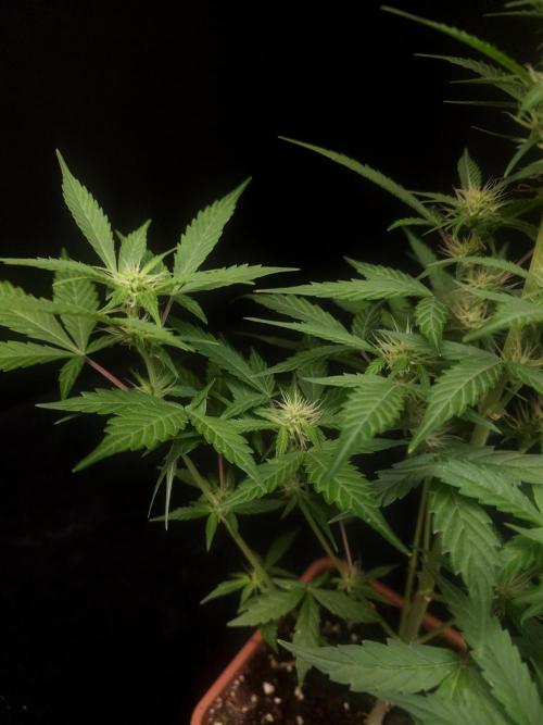 White widow auto. Week 5