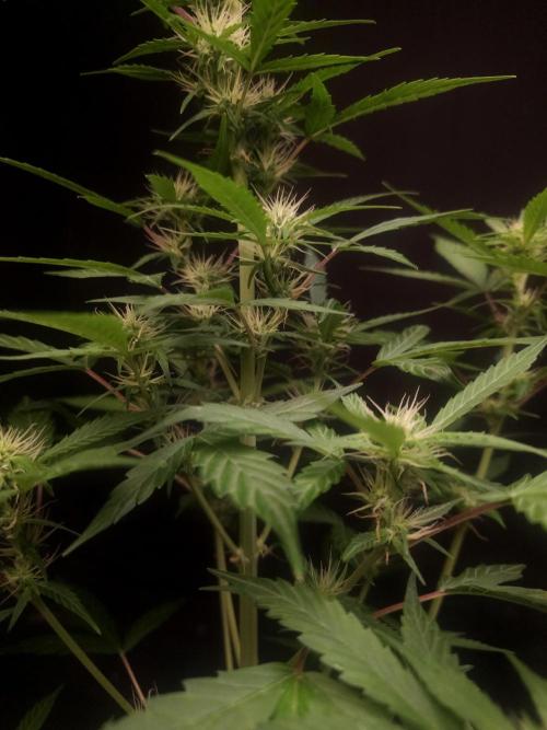 White widow auto. Week 5