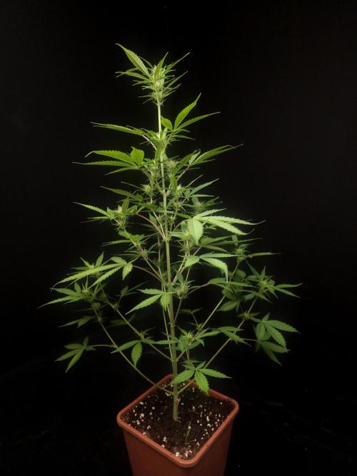 White widow auto 2. Week 5