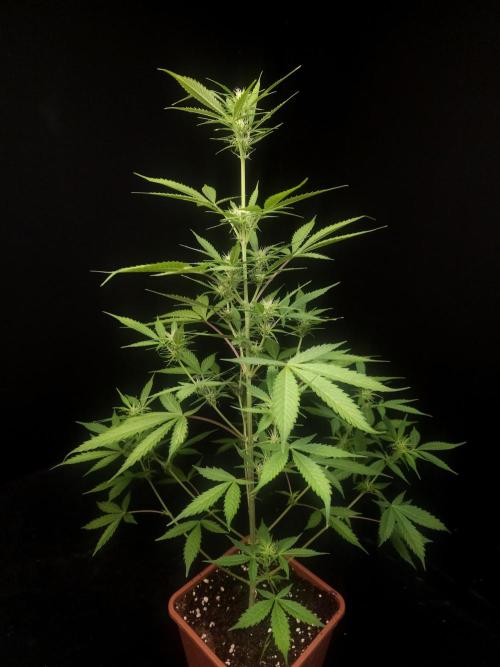 White widow auto 2. Week 5