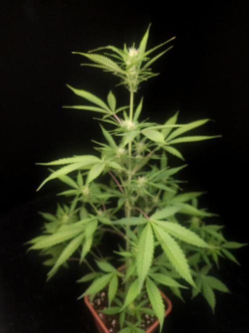 White widow auto 2. Week 5