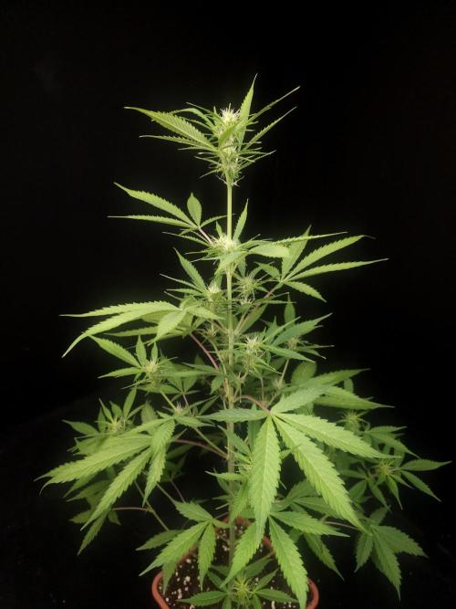 White widow auto 2. Week 5