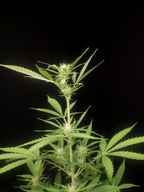 White widow auto 2. Week 5