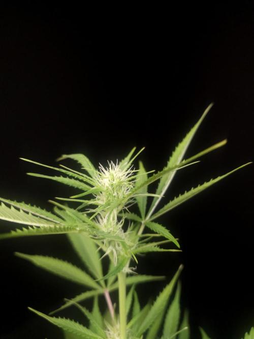White widow auto 2. Week 5