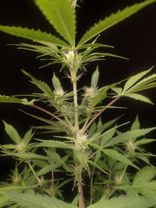 White widow auto 2. Week 5