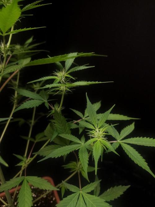 White widow auto 2. Week 5
