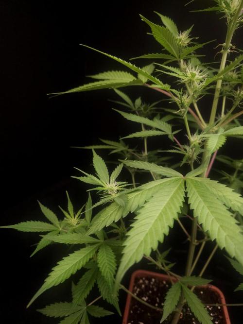 White widow auto 2. Week 5