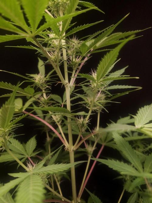 White widow auto 2. Week 5