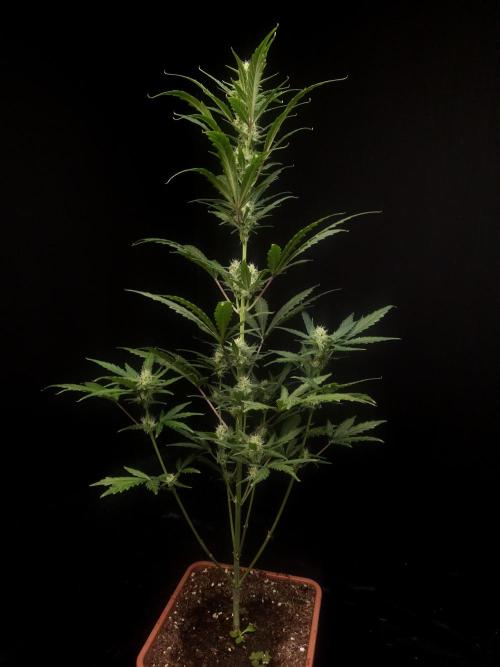 Girl scoute cookies auto. Week 5