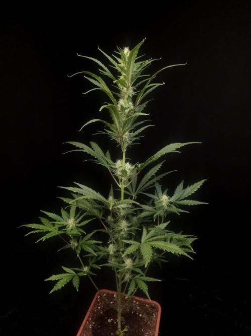 Girl scoute cookies auto. Week 5