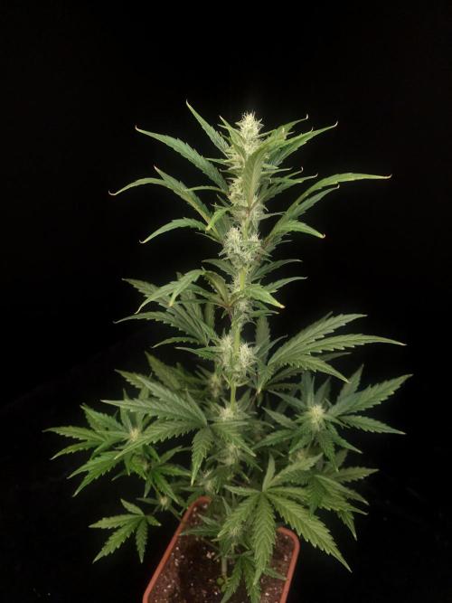 Girl scoute cookies auto. Week 5