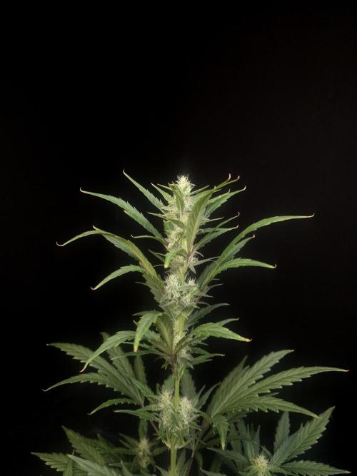 Girl scoute cookies auto. Week 5