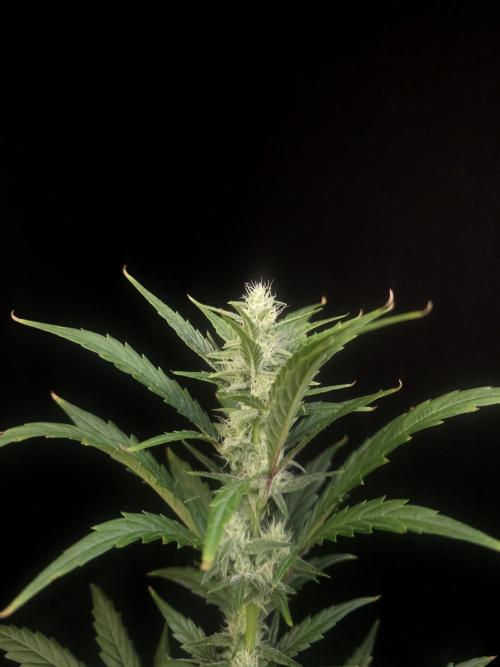 Girl scoute cookies auto. Week 5