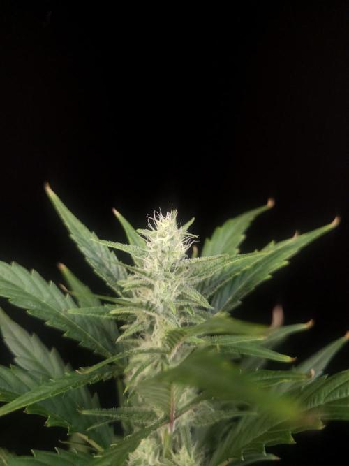 Girl scoute cookies auto. Week 5