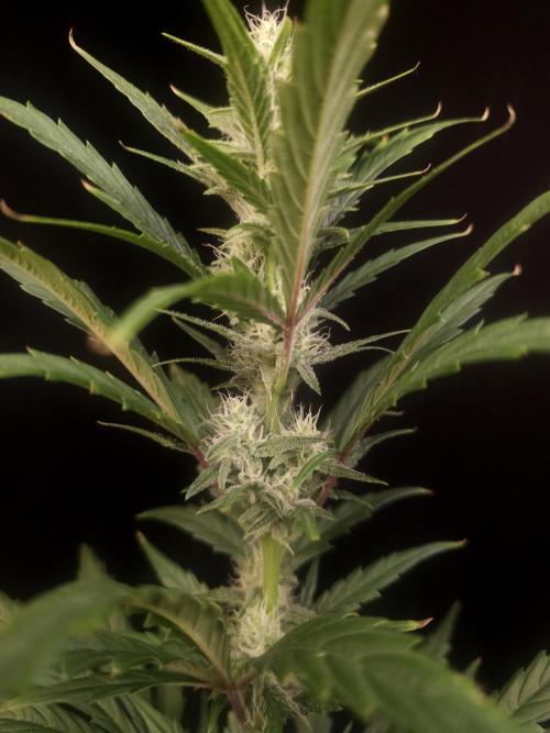 Girl scoute cookies auto. Week 5