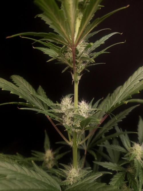 Girl scoute cookies auto. Week 5