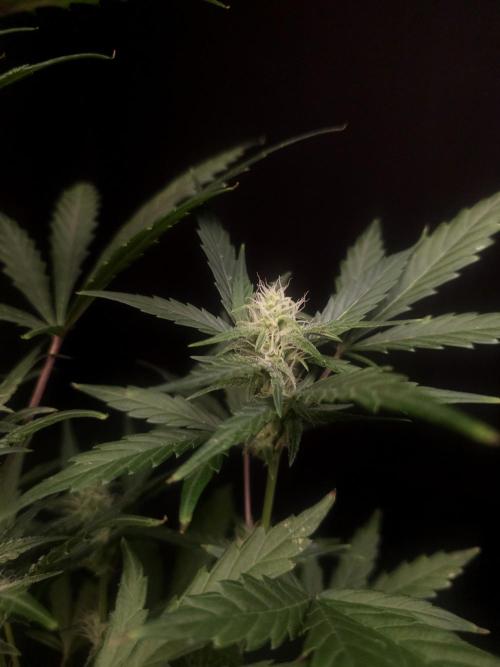Girls Scout Cookies Automatic. Week 5