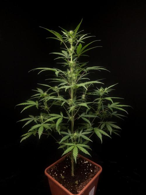 G.s.c auto 2. Week 5