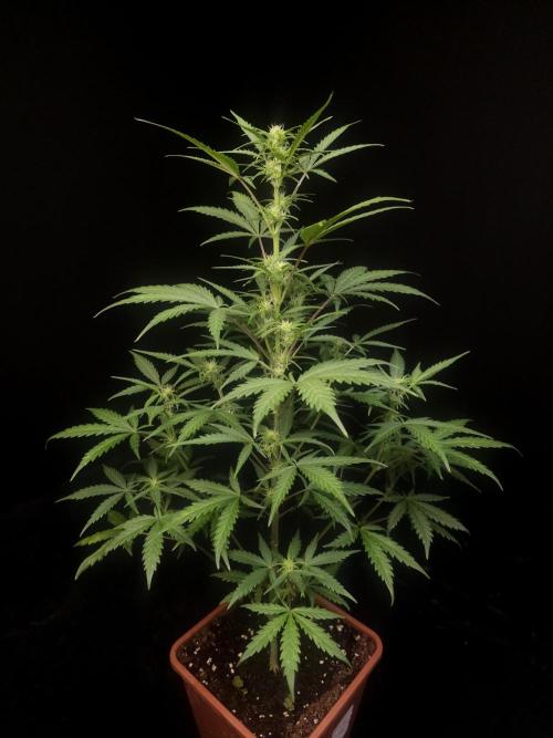 G.s.c auto 2. Week 5