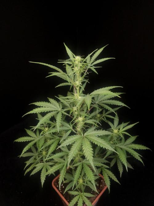 G.s.c auto 2. Week 5