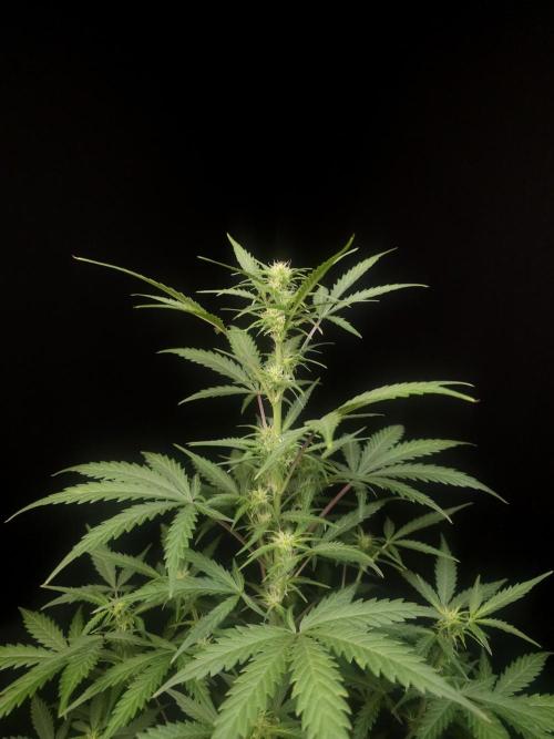 G.s.c auto 2. Week 5