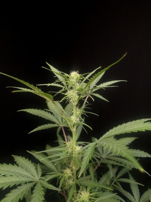G.s.c auto 2. Week 5