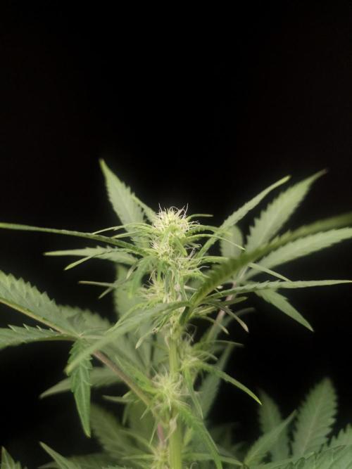 G.s.c auto 2. Week 5