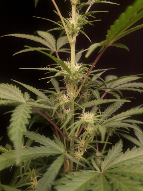 G.s.c auto 2. Week 5