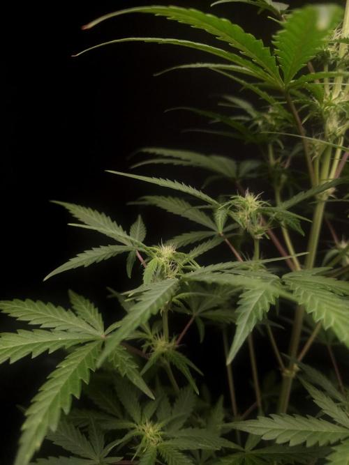 G.s.c auto 2. Week 5