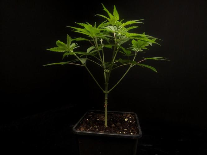 Sweet & Sour. Week 5