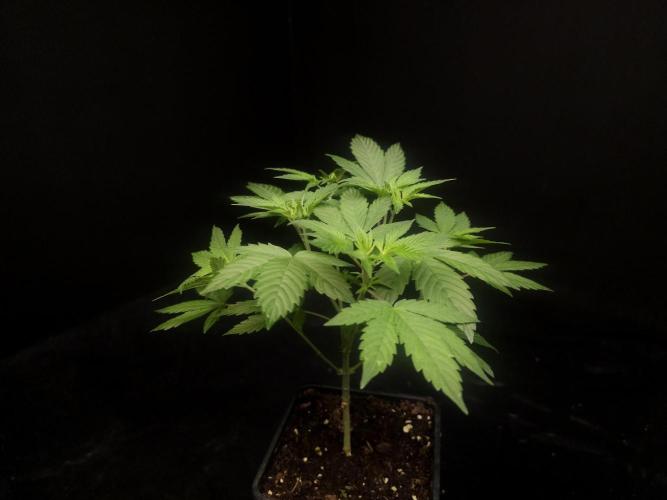 Sweet & Sour. Week 5
