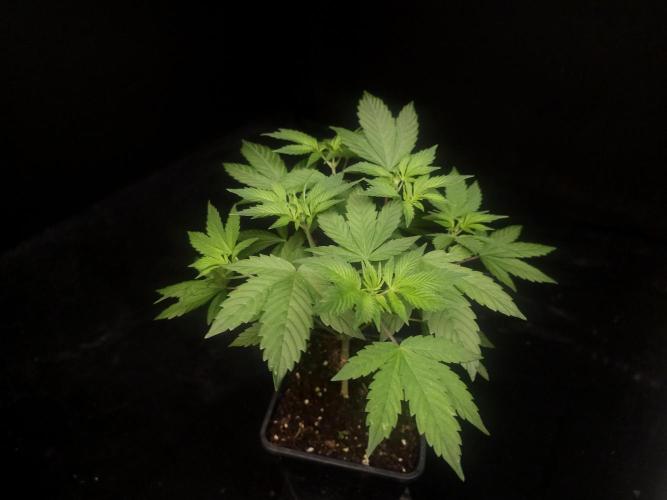 Sweet & Sour. Week 5