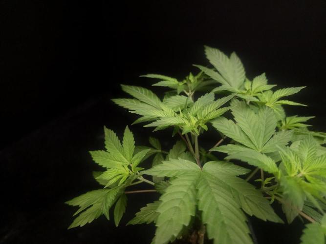 Sweet & Sour. Week 5