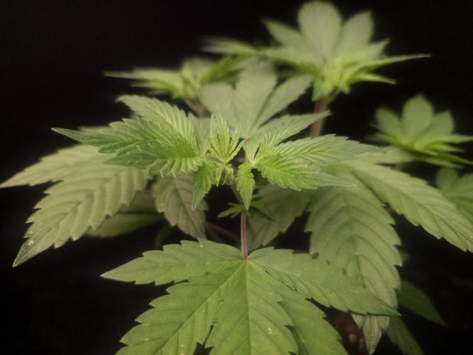 Sweet & Sour. Week 5