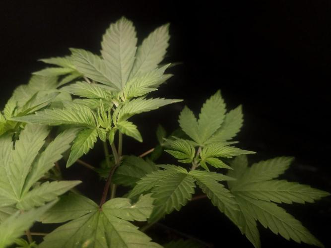 Sweet n Sour Indoor. Week 5