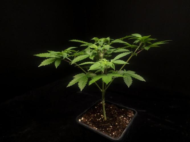 Snow White. Week 5