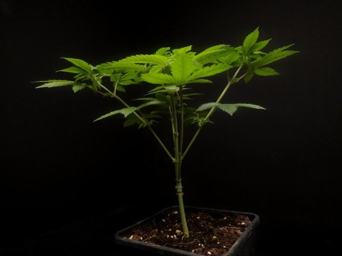 Snow White. Week 5