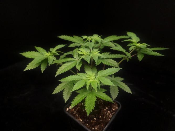Snow White. Week 5