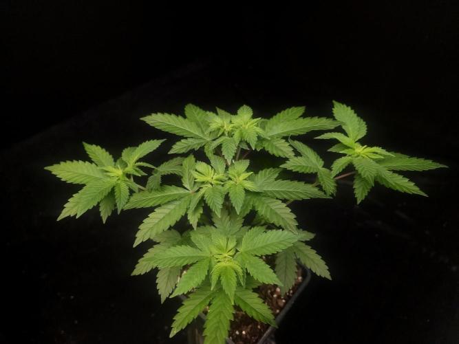 Snow White. Week 5