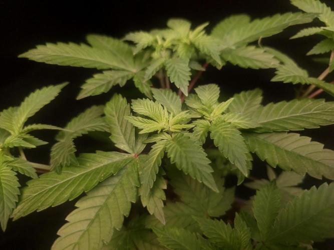 Snow White. Week 5