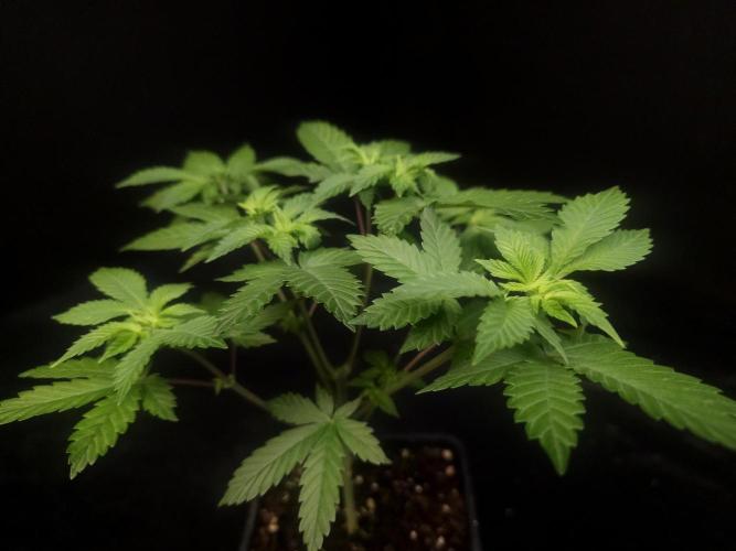 Snow White. Week 5