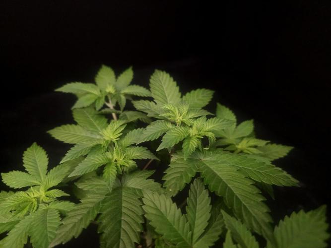 Snow White. Week 5