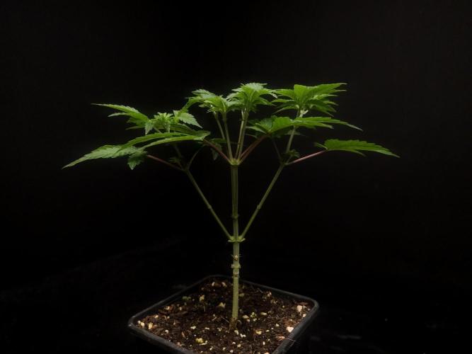 Skunk. Week 5