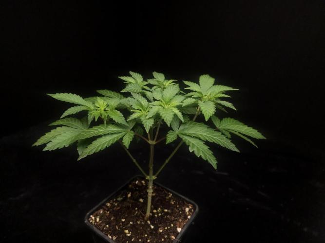 Skunk. Week 5