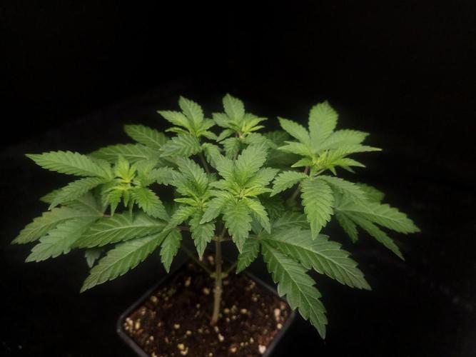 Skunk. Week 5