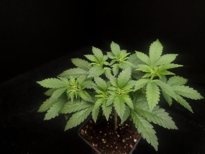 Skunk. Week 5