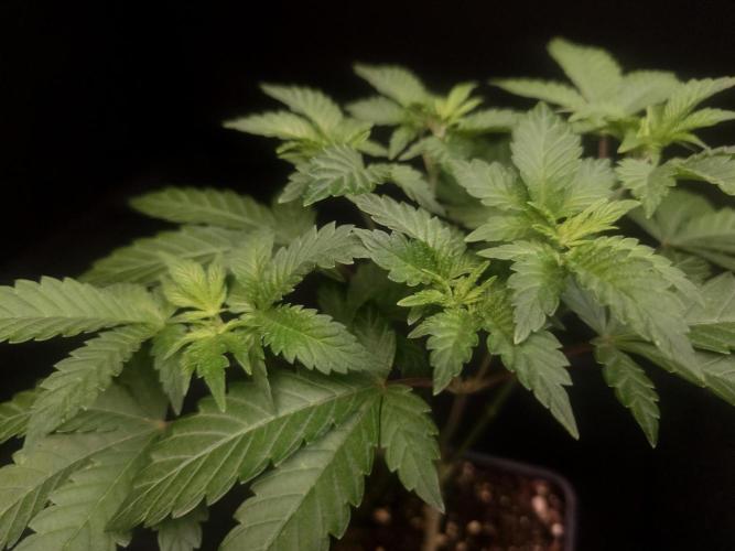Skunk. Week 5